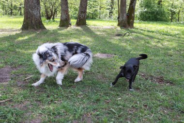 Parkta oynayan iki genç köpek. Fotoğraf, sıcak ve güneşli bir yaz gününde çekildi..
