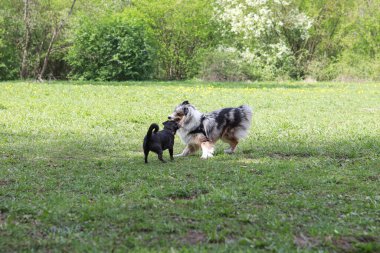 İki genç köpek parkta kavga ediyorlar. Fotoğraf yaz güneşinde parkta çekildi..