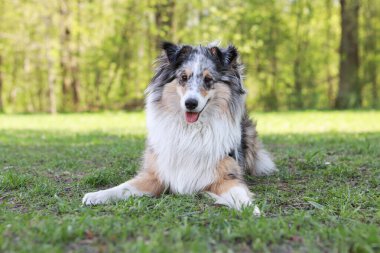 Mavi Merle Shetland Çoban Köpeği Sheltie park çimlerinde oturuyor. Fotoğraf sıcak bir yaz gününde çekildi..