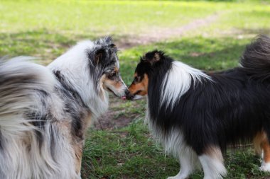 İki Shetland çoban köpeği parkta birbirini kokluyor. Fotoğraf, güneşli bir bahar gününde çekildi..