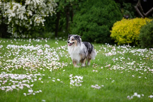 Niebieski Merle Shetland Sheepdong Sheltie Chodzenie Zielonej Trawie Małych Kwitnących — Zdjęcie stockowe