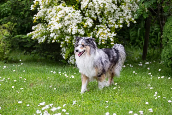 Синий Мерле Шетландские Овчарки Sheltie Ходить Зеленой Траве Маленькими Цветущими — стоковое фото