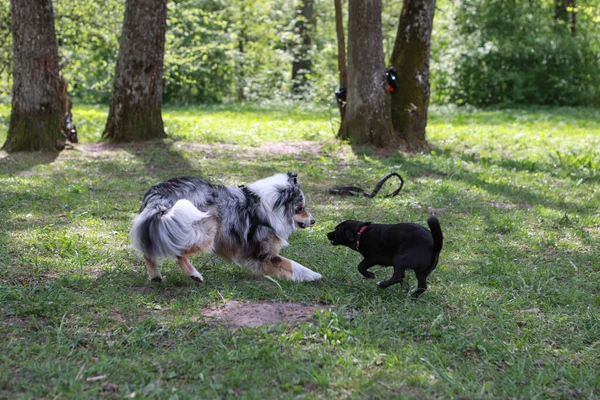 公園で遊んでいる2匹の若い犬 暖かくて晴れた夏の日に撮影された写真 — ストック写真