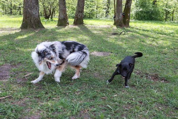 Parkta oynayan iki genç köpek. Fotoğraf, sıcak ve güneşli bir yaz gününde çekildi..
