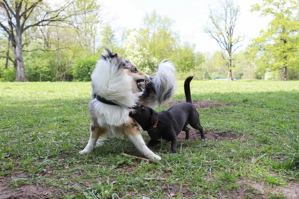 2匹の若い犬が公園で戦っている 夏時間の公園で撮影 — ストック写真