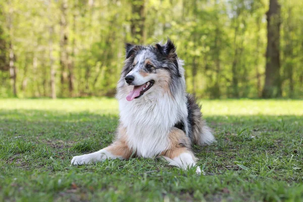 Blue Merle Shetland Sheepdog Sheltie Assis Dans Herbe Parc Photo — Photo