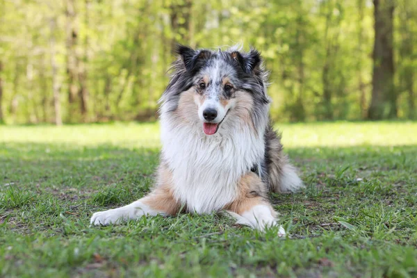 Mavi Merle Shetland Çoban Köpeği Sheltie park çimlerinde oturuyor. Fotoğraf sıcak bir yaz gününde çekildi..