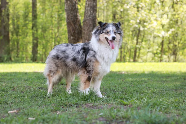 Shetland Τσοπανόσκυλο Μπλε Merle Sheltie Στέκεται Στο Γρασίδι Και Ανυπομονούμε — Φωτογραφία Αρχείου