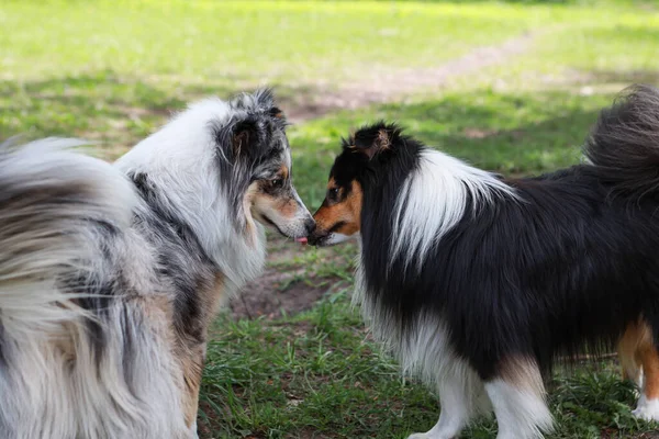 Dois Cães Pastores Farejar Parque Foto Tirada Dia Quente Primavera — Fotografia de Stock