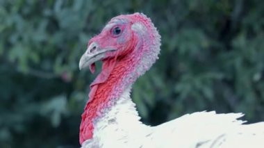 Philadelphia, Pennsylvania 'nın banliyölerinde kasıla kasıla yürüyen Tom Turkey.