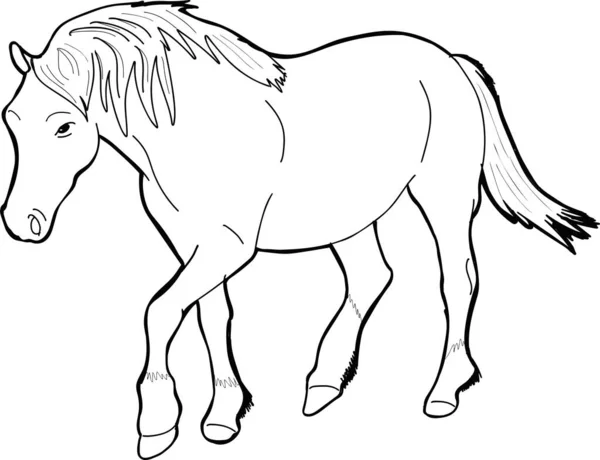 Illustrazione Vettoriale Cavallo Bianco Nero — Vettoriale Stock