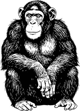 Siyah dolgu çizgisi olan şempanze maymun vektör çizimi. profesyonel grafik temiz entegrasyon için beyaz dolgu ya da arkaplan içermez