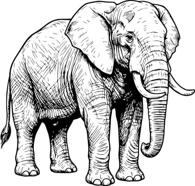 Siyah dolgulu Afrika fil vektör ikonu. Hayvan yaban hayatı ve doğa için güçlü bir taslak. Beyaz dolgu ya da arkaplan içermiyor