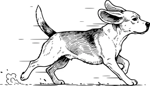 El çizimi tasviri, kulakları kanat çırpan bir av köpeğinin resmi. Şeffaf arkaplanda siyah dolgular. Beyaz dolgular dahil değil.