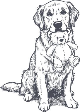 Golden Retriever köpeği elinde oyuncak ayıyla oturuyor. Kolay düzenleme ve profesyonel tasarım için saydam arkaplan üzerinde beyaz dolguları olmayan siyah doldurma illüstrasyonu