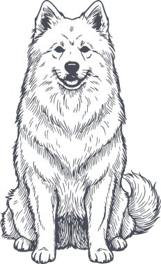 Siyah doldurma vuruşları ve klasik çizim tarzında kolay entegrasyon için beyaz dolgu içermeyen samoed köpek çizimi