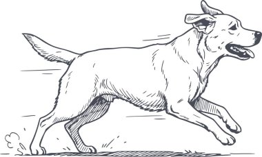 Profesyonel el çizimi Labrador Retriever köpek çizimi siyah dolgularla çizilmiş ve kolay entegrasyon için beyaz arkaplan dolguları yok