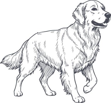 Golden Retriever yürüyüşünün ayrıntılı siyah el çizimi. Resim beyaz dolgu içermiyor ve örtüşmeler veya özel arkaplanlar için mükemmeldir