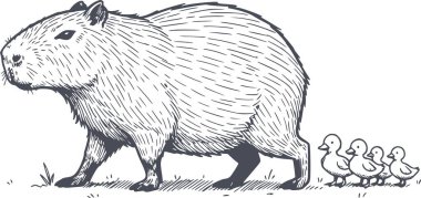 Profesyonel el çizimi bir capybara çizimi ardından bebek ördekler geliyor. Siyah dolgu biçimine sahip yüksek kalite vektör çizimi ve beyaz arkaplan elemanları içermiyor