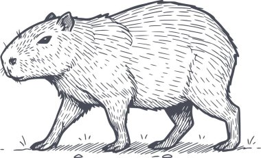 Siyah dolgulu profesyonel el çizimi ve vahşi yaşam ve doğa tasarım projeleri için ideal beyaz arka plan yok.