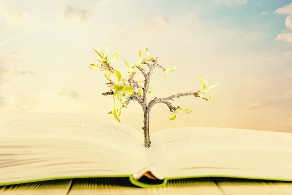 The creative concept of the knowledge tree. The tree grows through the book.