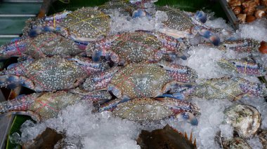 Mavi yüzen yengeç ya da buzdaki at yengeci