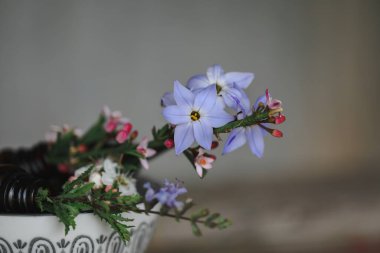 Zarif kır evi çiçekleri koleksiyonu ve gerekli yağ şişeleri.