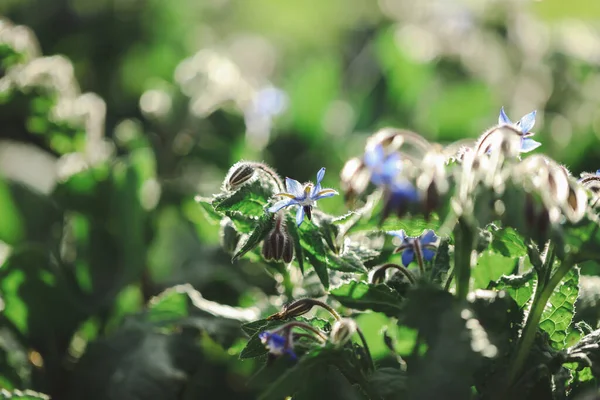 Borage bitkisi sebze bahçesinde yetişiyor altın öğleden sonra ışığında