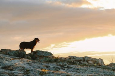 Rottweiler köpeği dağın tepesinde duruyor. Ufuk çizgisine giden ormanı görüyor. Manzara resmi.