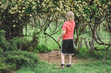 Çocuk etkileyici bir kemer yolu önünde oynuyor. Her tarafı çiçek açan bankacı gül dağcısıyla kaplı.