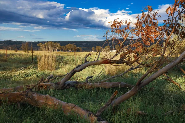 Schöner Ruhiger Nachmittag Auf Dem Land Mit Langem Gras Und — Stockfoto