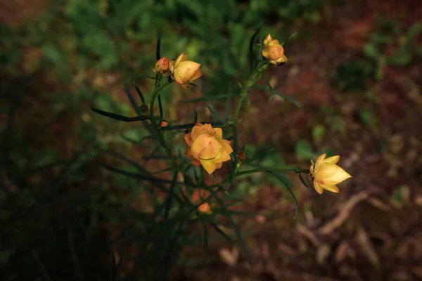 Golden Paper Daisy Xerochrysum Viscosum Victoria Australia Terrick Terrick National — 스톡 사진