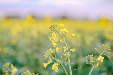 Kanola tarlası pembe günbatımı gökyüzünün altında çiçek açıyor.