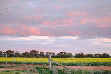 Gün batımında tarlaya açılan çiftlik kapısı.