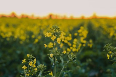 Canola tarlası canlı günbatımı gökyüzünün altında çiçek açıyor.