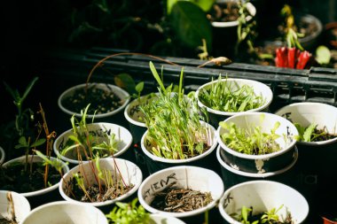 Geri dönüştürülmüş kartonda sera tohumu yetiştirmek için kahve fincanları kullanın.