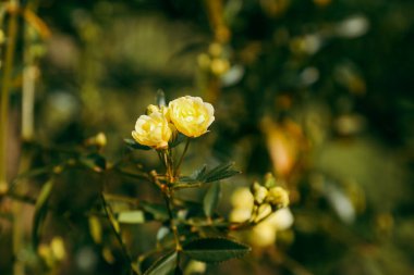Canlı sarı bankacılık güller açan çiçeklerle dolu.