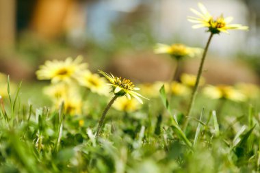 Yosun, Avustralya kır çiçeği, sarı papatya çiçeği, parlak bir bahar günü.