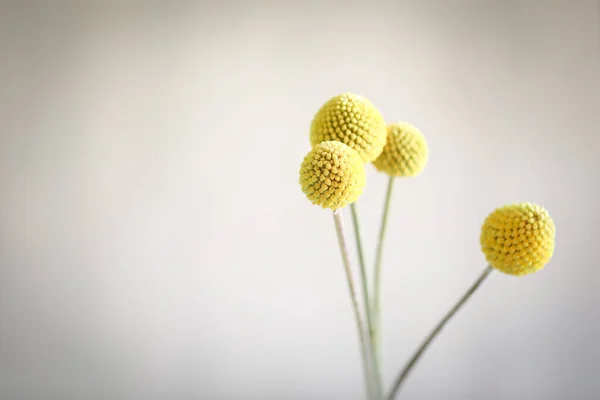 Zarif şirin Billy Buttons beyaz arka planda çiçek açıyor