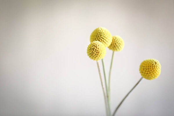 Delicate cute Billy Buttons blooms on white background