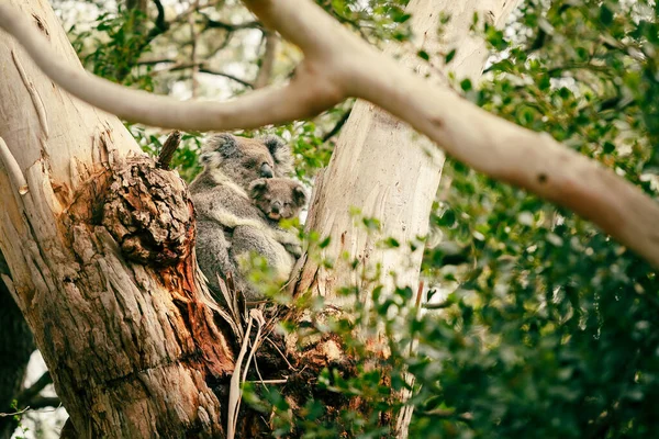 Matka Joey Koala Siedzą Razem Widelcu Australijskiego Drzewa Gumy — Zdjęcie stockowe