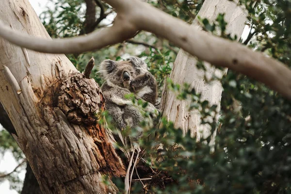 Moeder Baby Joey Koala Zitten Samen Vork Van Australische Gom — Stockfoto