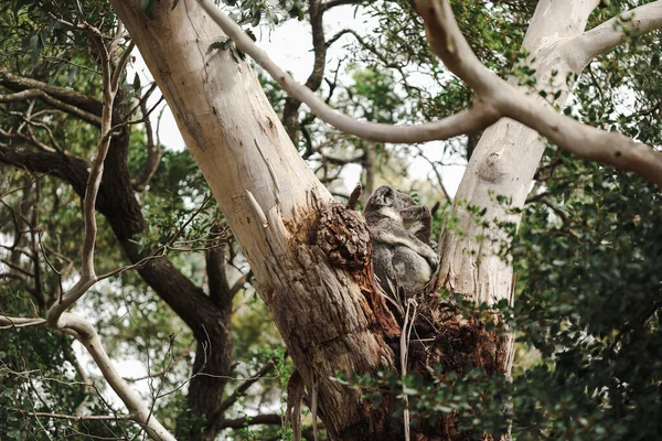 Μητέρα Και Μωρό Joey Koala Κάθονται Μαζί Στο Πιρούνι Της — Φωτογραφία Αρχείου
