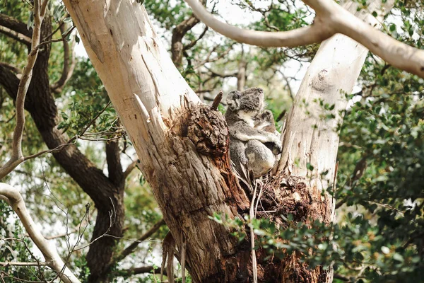 Moeder Baby Joey Koala Zitten Samen Vork Van Australische Gom — Stockfoto