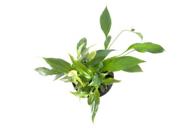 beyaz arka planda izole edilmiş spathiphyllum bitkisi. Güzel bir ev bitkisi.