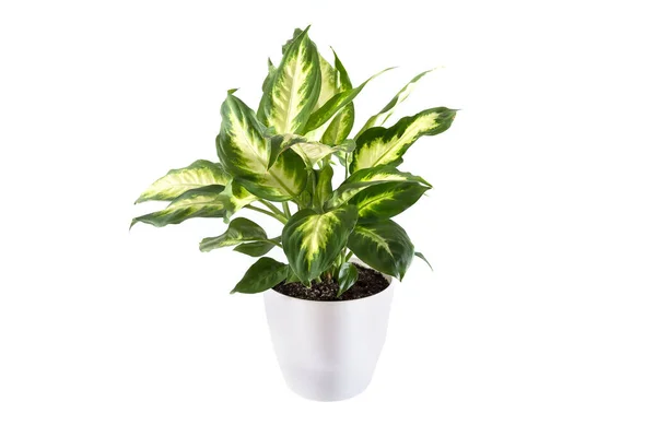 Plantas Dieffenbachia Maceta Blanca Aisladas Sobre Fondo Blanco — Foto de Stock