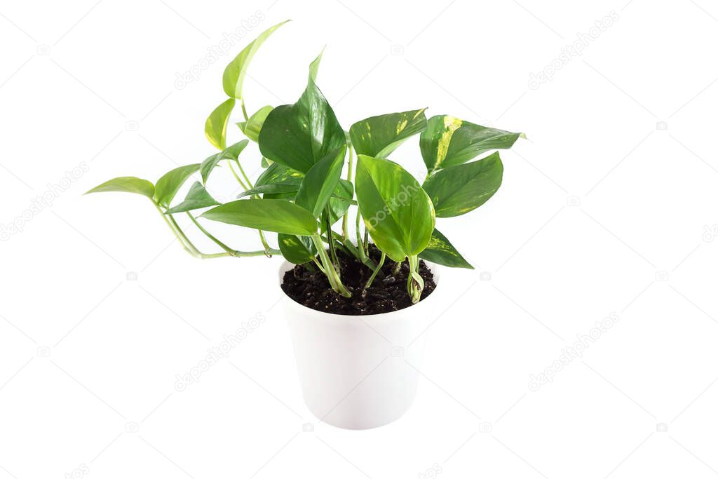 scindapsus in a white pot isolated on a white background. Indoor plant.