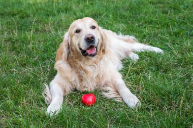 Parktaki çimlerin üzerinde kırmızı kalbi olan köpek av köpeği..