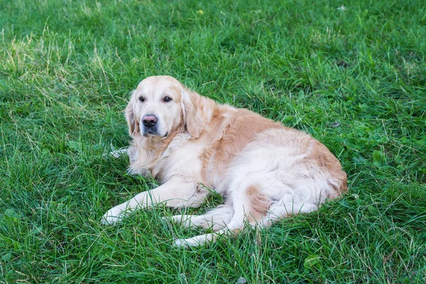 Ένα Σκυλί Της Φυλής Golden Retriever Βρίσκεται Στο Γρασίδι Στο — Φωτογραφία Αρχείου