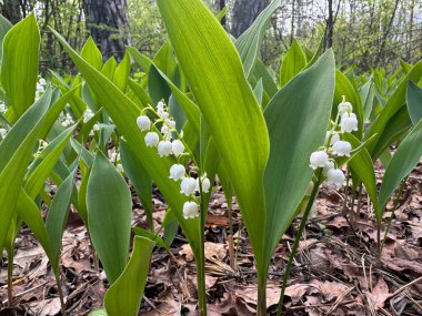 Ormandaki güzel zambaklar